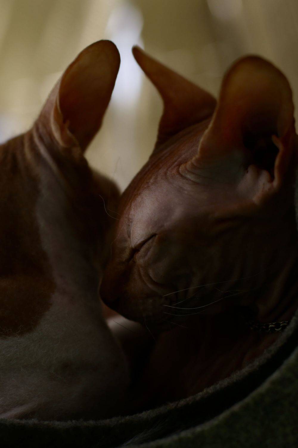 , Швец Павел