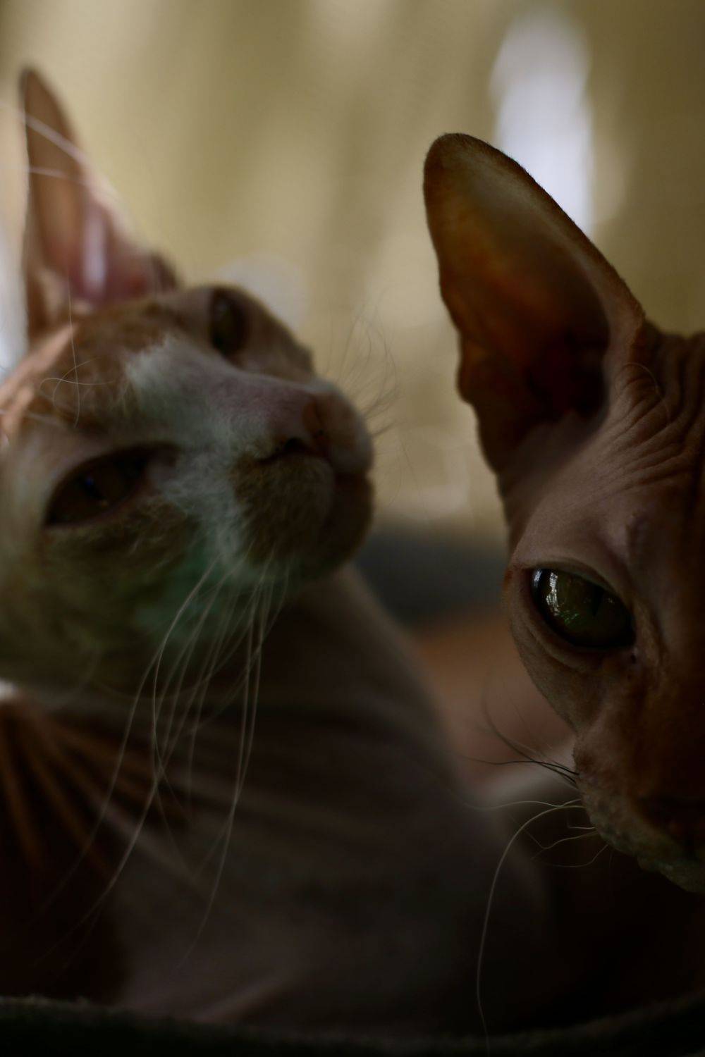 , Швец Павел