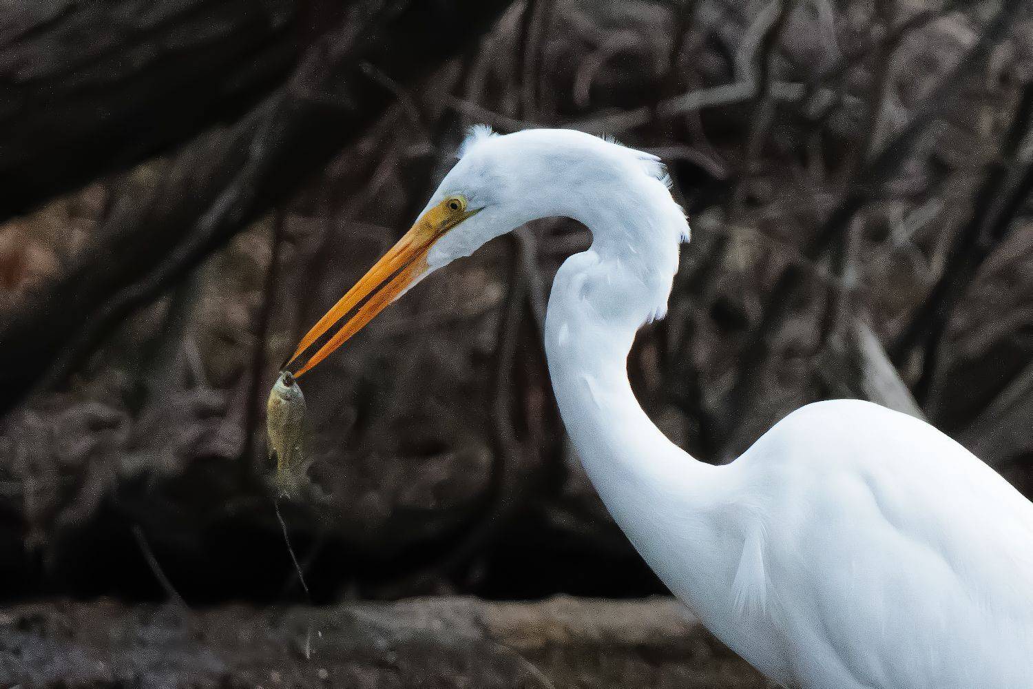 , Леонид Дьяченко