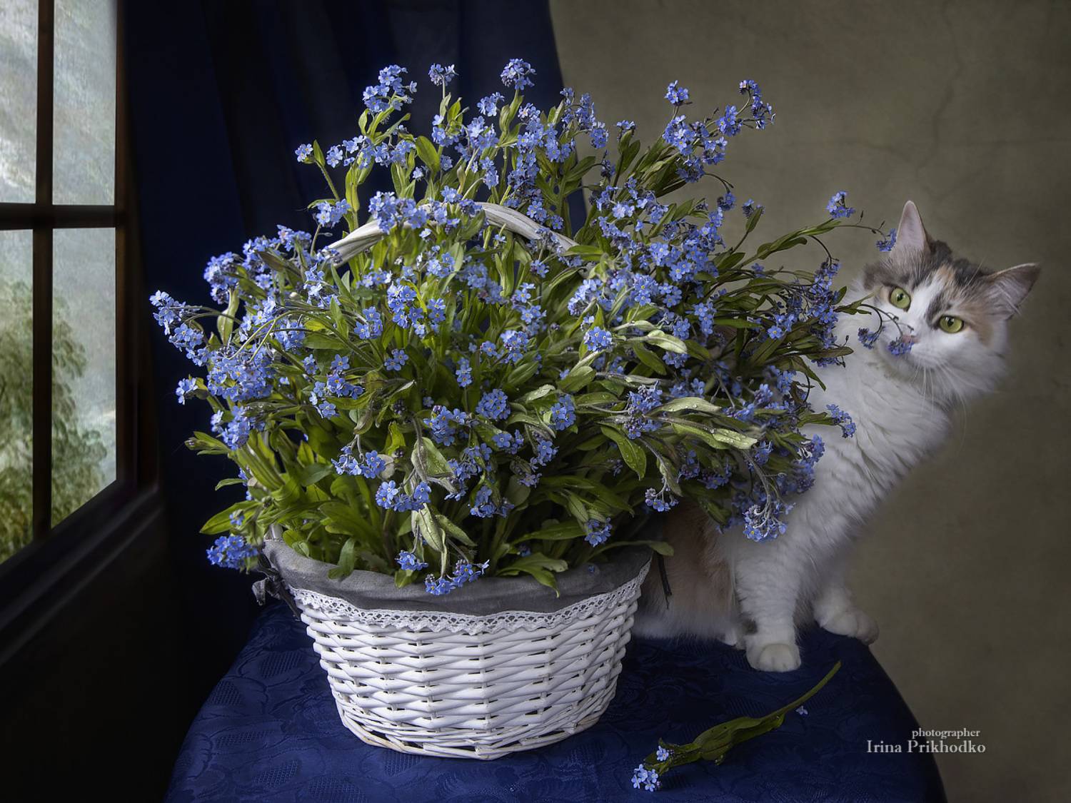 натюрморт, цветы, букеты, полевые цветы, незабудки, кошка, домашние питомцы, Приходько Ирина