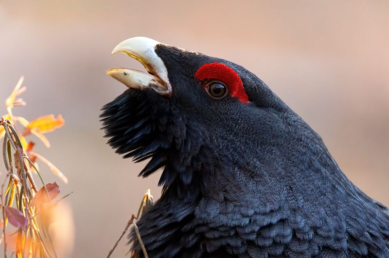 Портреты глухарей. фото превью