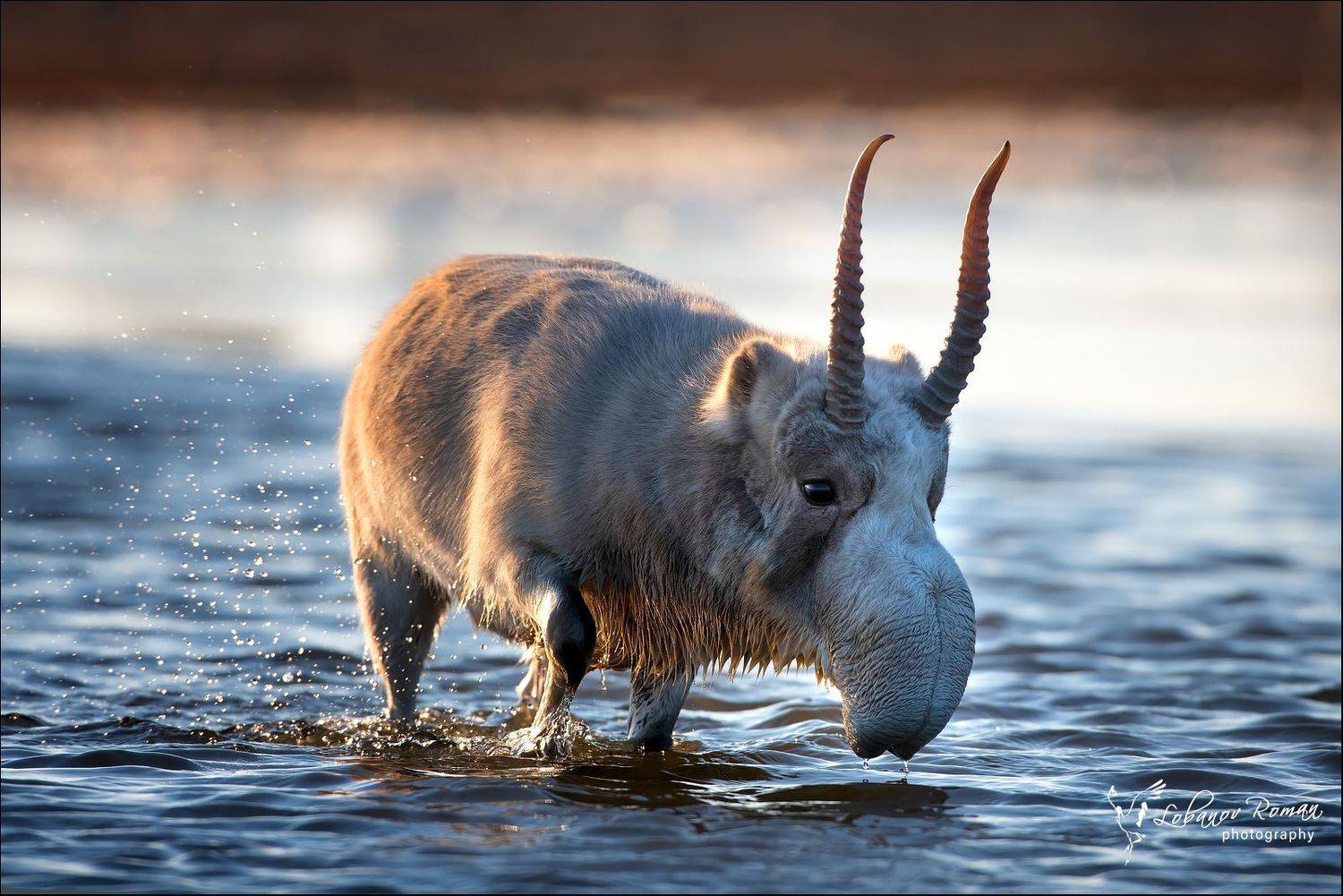 , Роман Лобанов