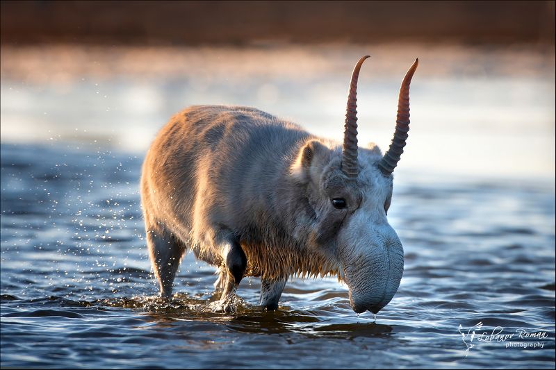 На водопое ... фото превью