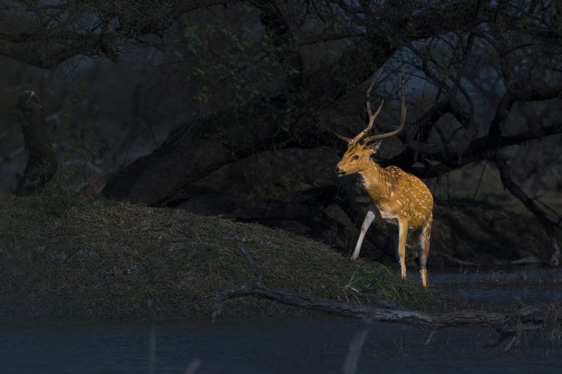 #birdphotography	 #birdsofinstagram	 #wildlifephotography	 #birds	 #naturephotography	 #bird	 #nature	 #wildlife	 #photography	 #birdwatching	 #natgeo	 #photooftheday	 #nikon	 #birding	 #naturelovers	 #canon	 #animals	 #birdlovers	 #travel	 #love	 #bestbi  фото превью