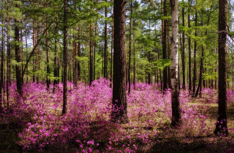 Майский лес фото превью