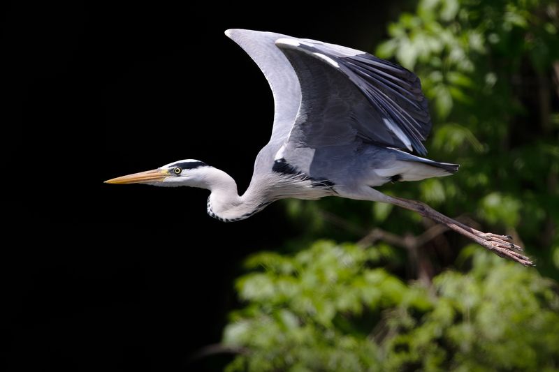 Grey Heron фото превью