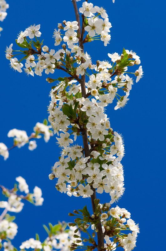 Весна 23 фото превью
