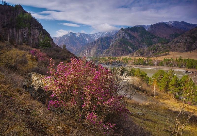Алтайская весна фото превью