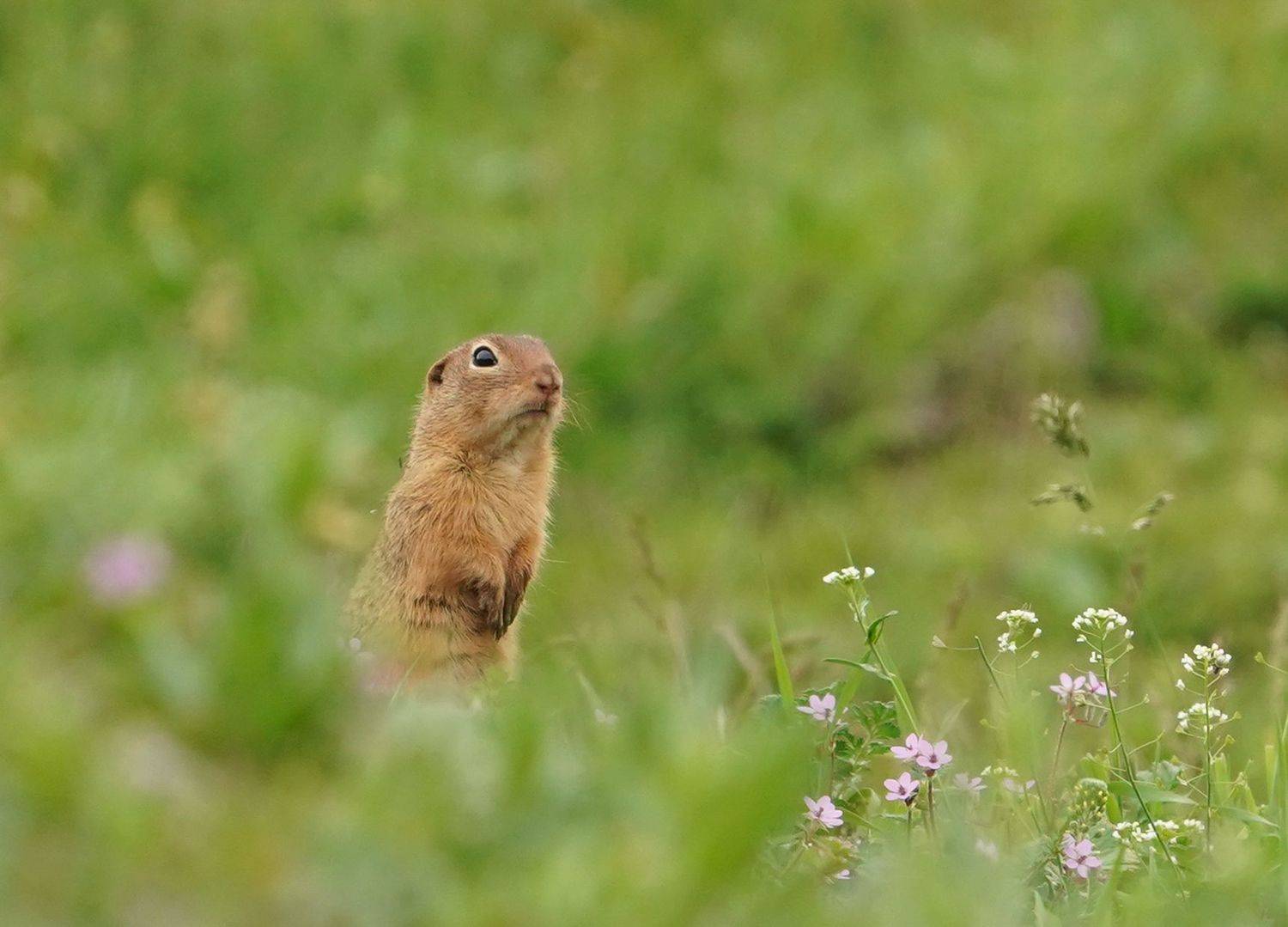 , Красимир Георгиев
