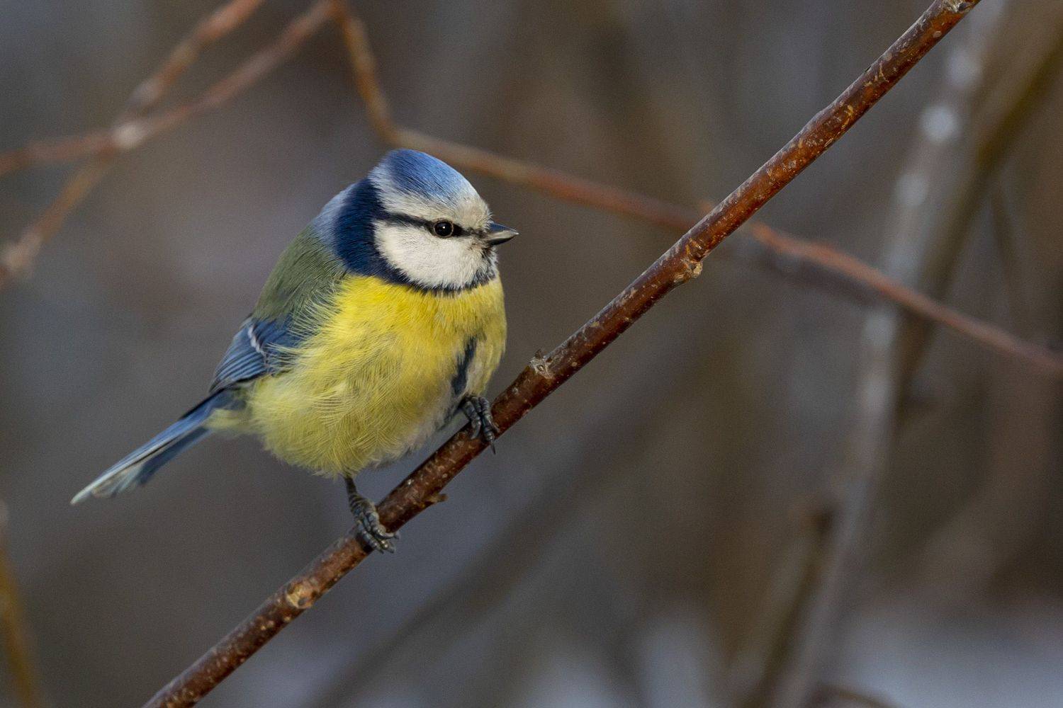 , Щепанов Дмитрий