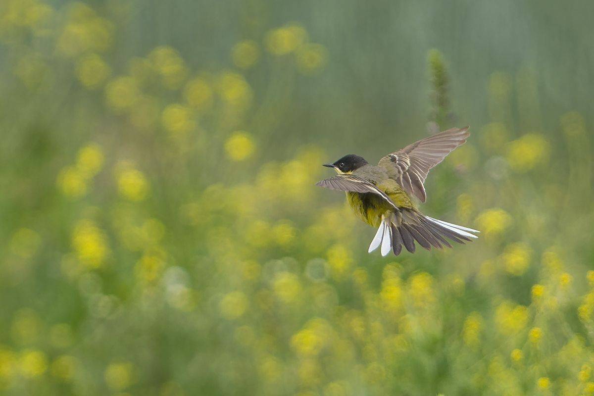 , Евгени Стефанов