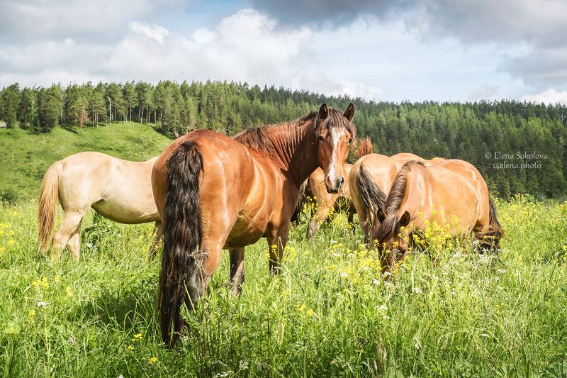 лошади, животные, лето, природа, пейзаж Лошади Башкирии фото превью