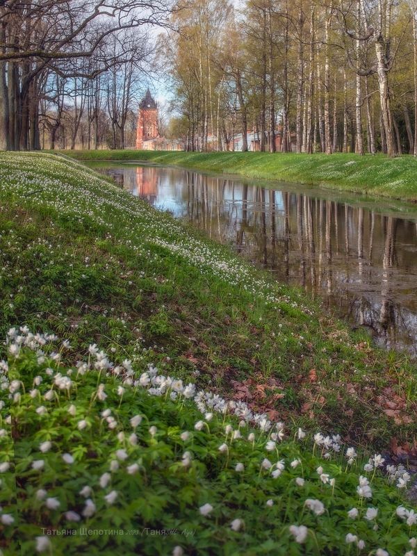 питер, царское село, царское, александровский парк, санкт-петербург, landscape Май фото превью