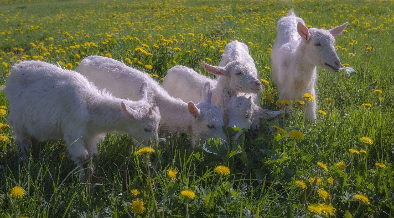 весна, одуванчики, козлята, Сергей Аникин