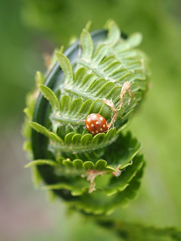 В домике фото превью