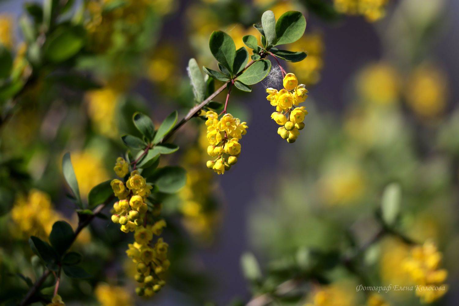 , Колосова Елена