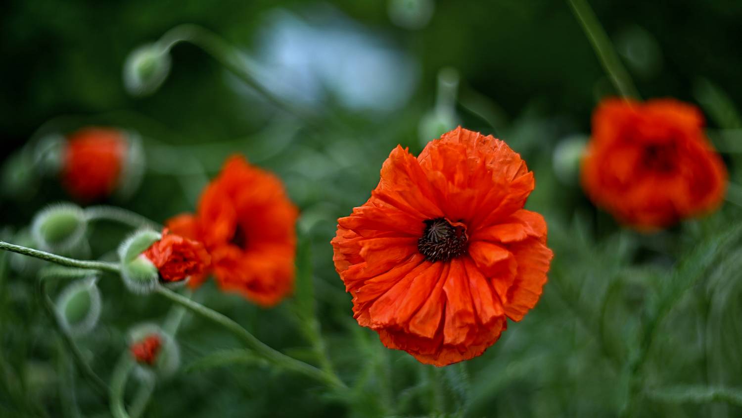 , Эдуард Колобошников