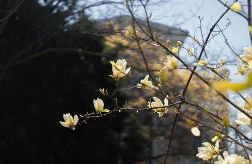 Керченская магнолия.