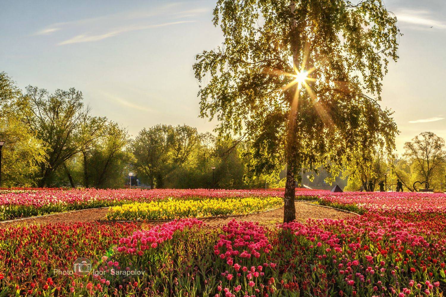 цветущая весна, цветение, фестиваль цветов, утро, тюльпаны, солнце, река в цвету, май, контровый свет, клумба,  городской парк, весна,  белгород весной, белгород в цветах, белгород, l kwanon photo,, Сарапулов Игорь