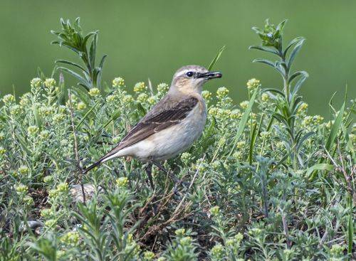 Обыкновенная каменка