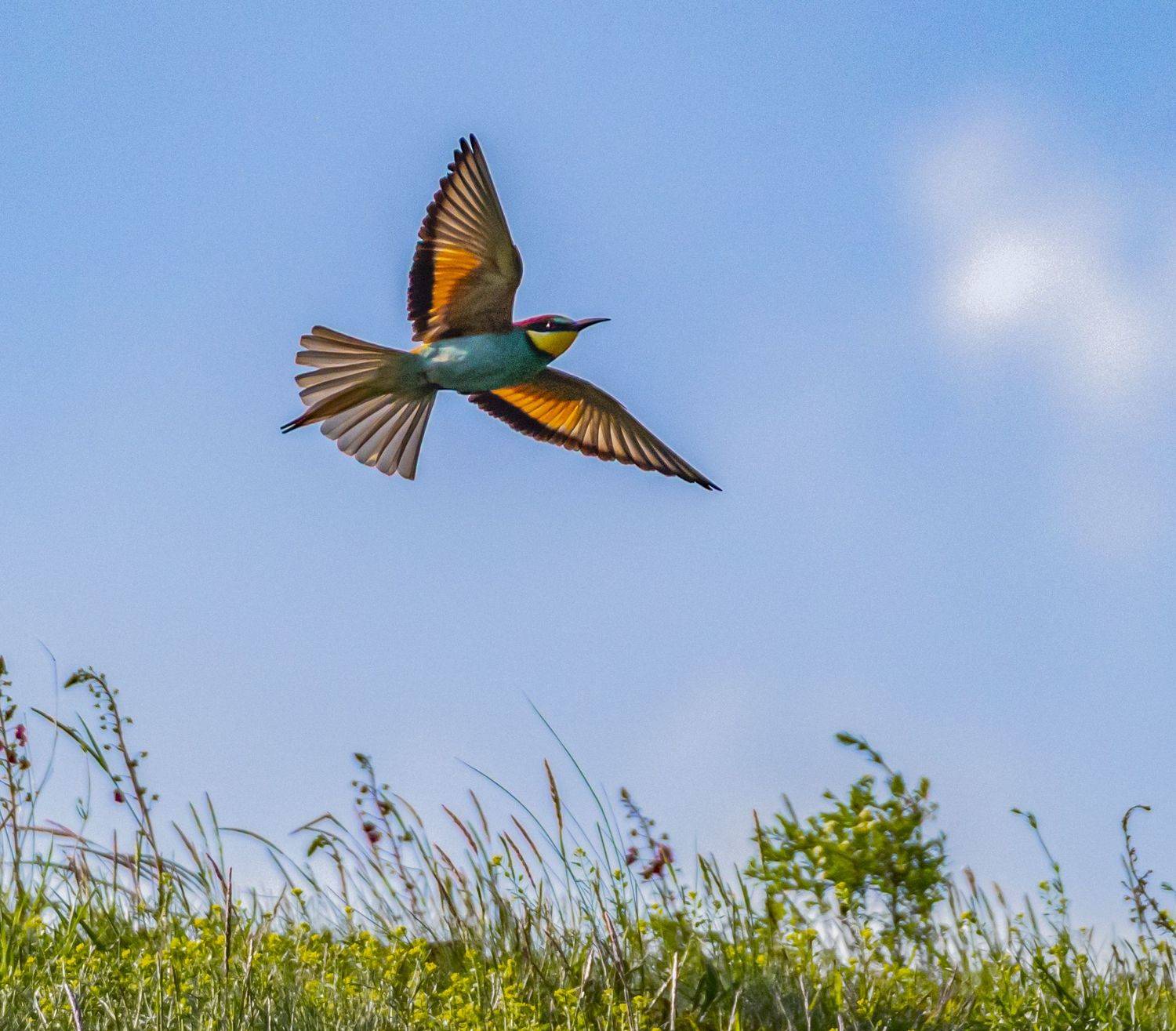 кисловодск, весна, птицы, золотистая щурка, Савчук Сергей