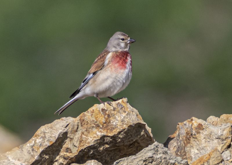 кисловодск, весна, птицы, горная коноплянка Горная коноплянка фото превью