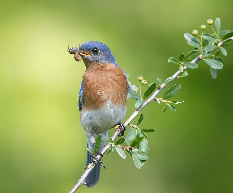 восточная сиалия, eastern bluebird,bluebird Eastern Bluebird, male - Восточная сиалия, самец фото превью