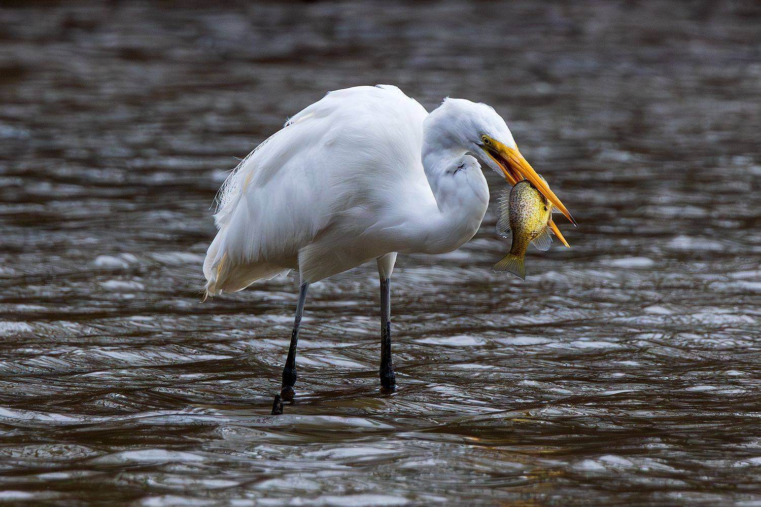 , Леонид Дьяченко