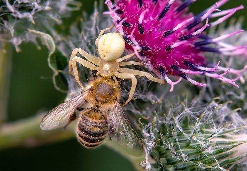 Удачная охота цветочного паука