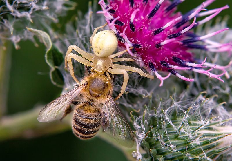 пчела, паук, охота, из жизни насекомых, макро Удачная охота цветочного паука фото превью