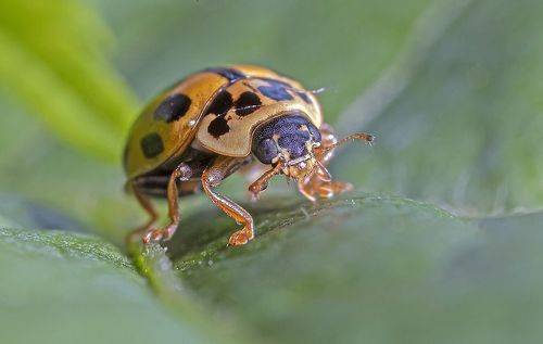 Пятнистый пожиратель тлей