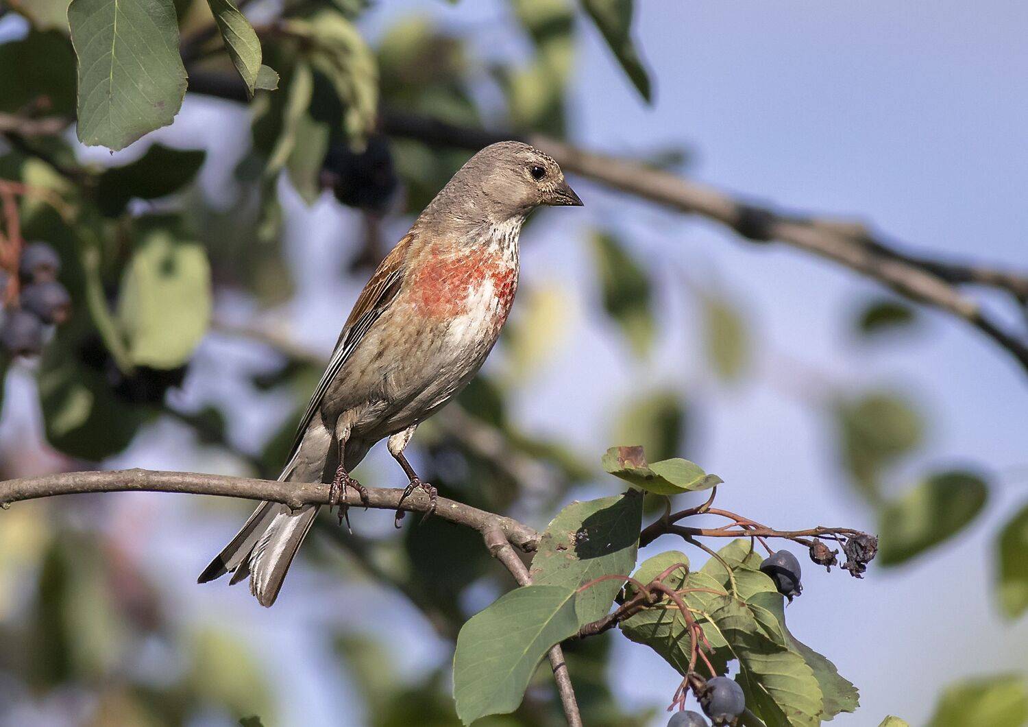 пернатые, птицы, коноплянка, ирга, сад, Широких Александр