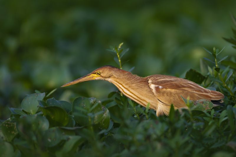 #birdphotography	 #birdsofinstagram	 #wildlifephotography	 #birds	 #naturephotography	 #bird	 #nature	 #wildlife	 #photography	 #birdwatching	 #natgeo	 #photooftheday	 #nikon	 #birding	 #naturelovers	 #canon	 #animals	 #birdlovers	 #travel	 #love	 #bestbi  фото превью