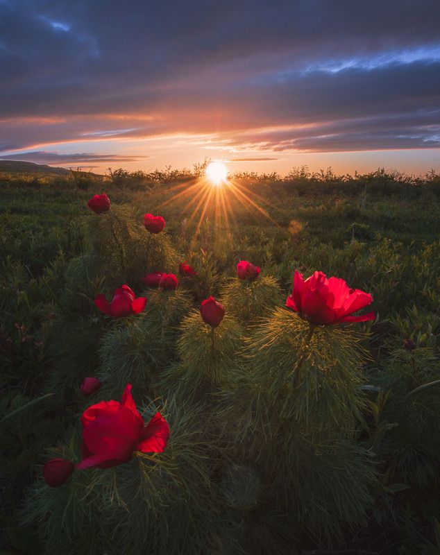 Пионовый закат фото превью