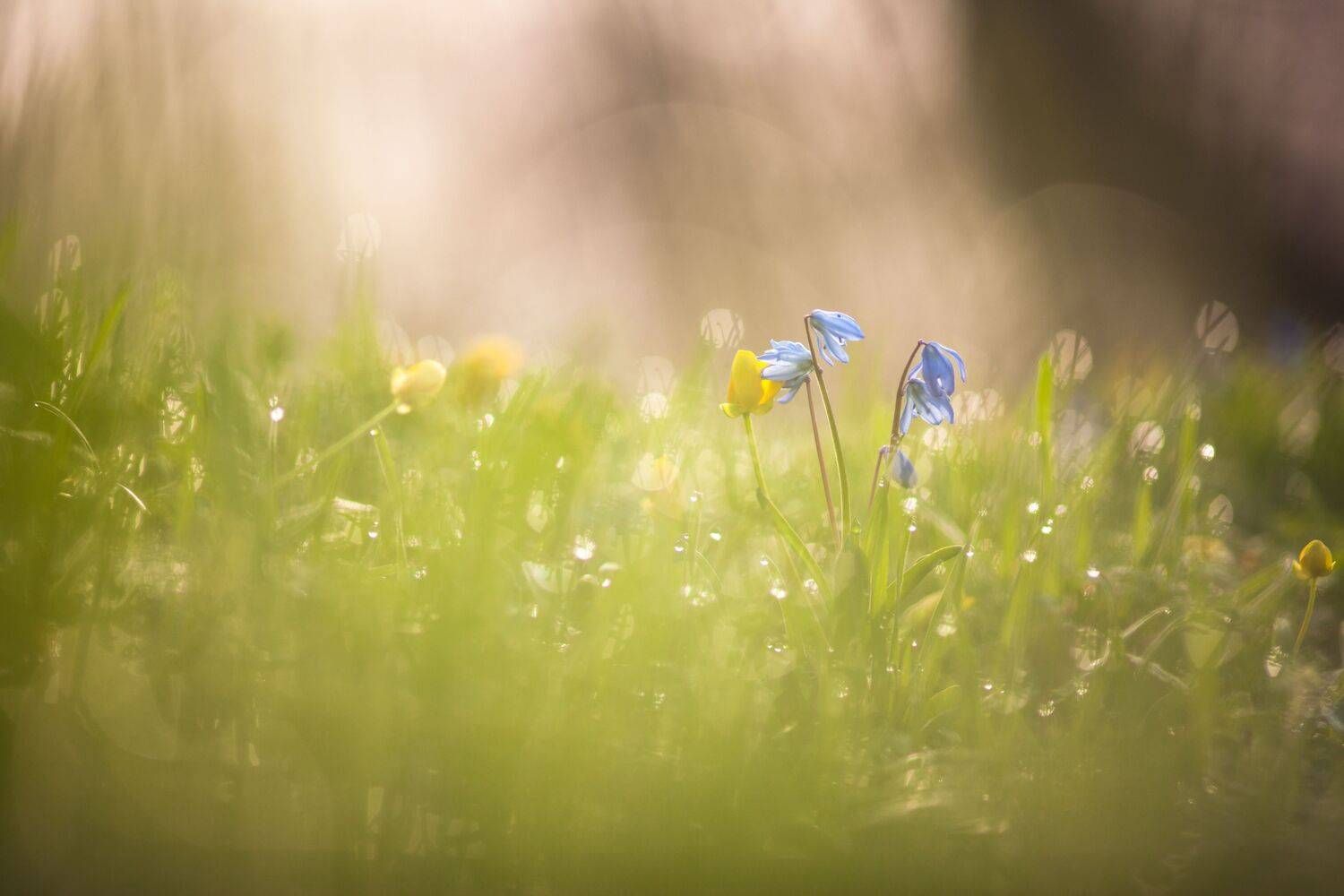 , Викулов Николай
