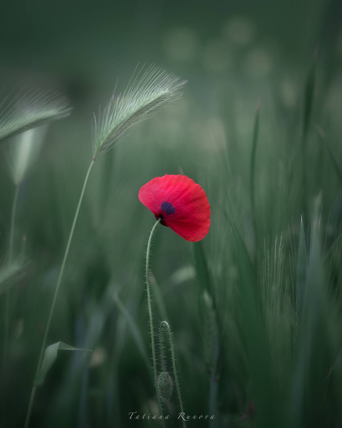 , Рунова Татьяна