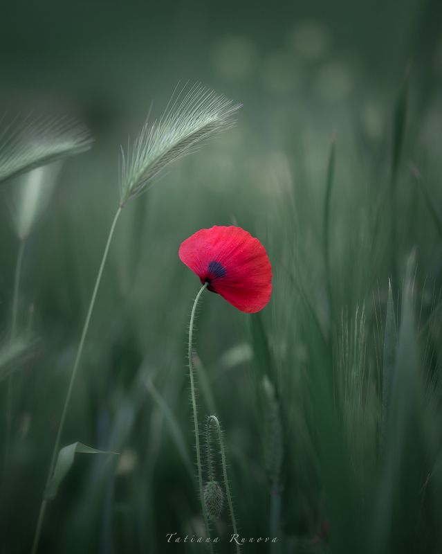 Весна.... фото превью