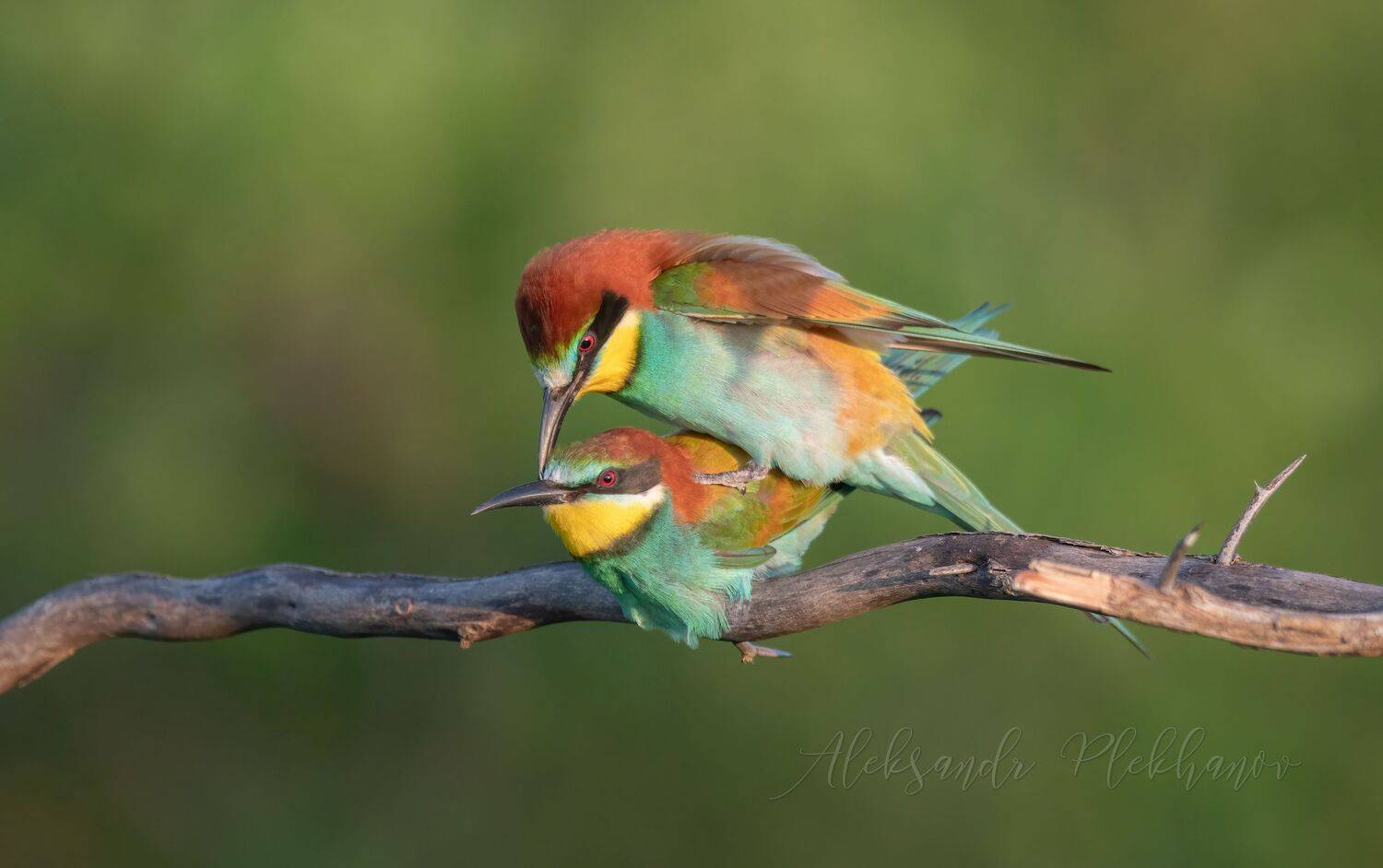 живая_природа, Плеханов Александр