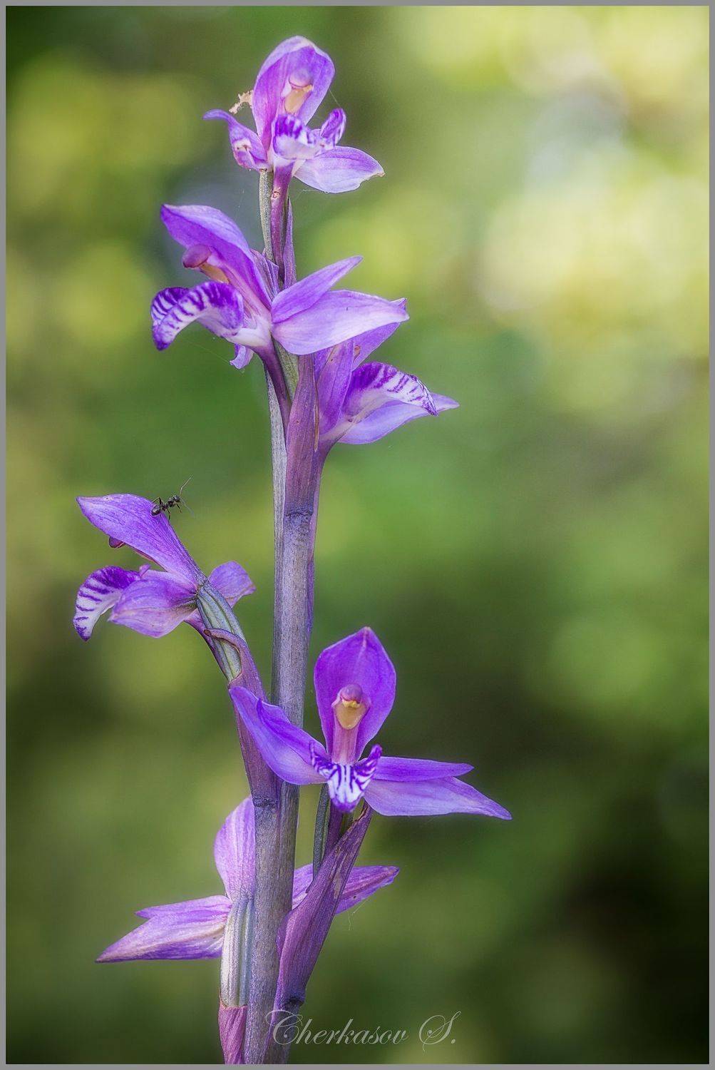 крым, орхидеи крыма, дикие орхидеи,, Черкасов Сергей