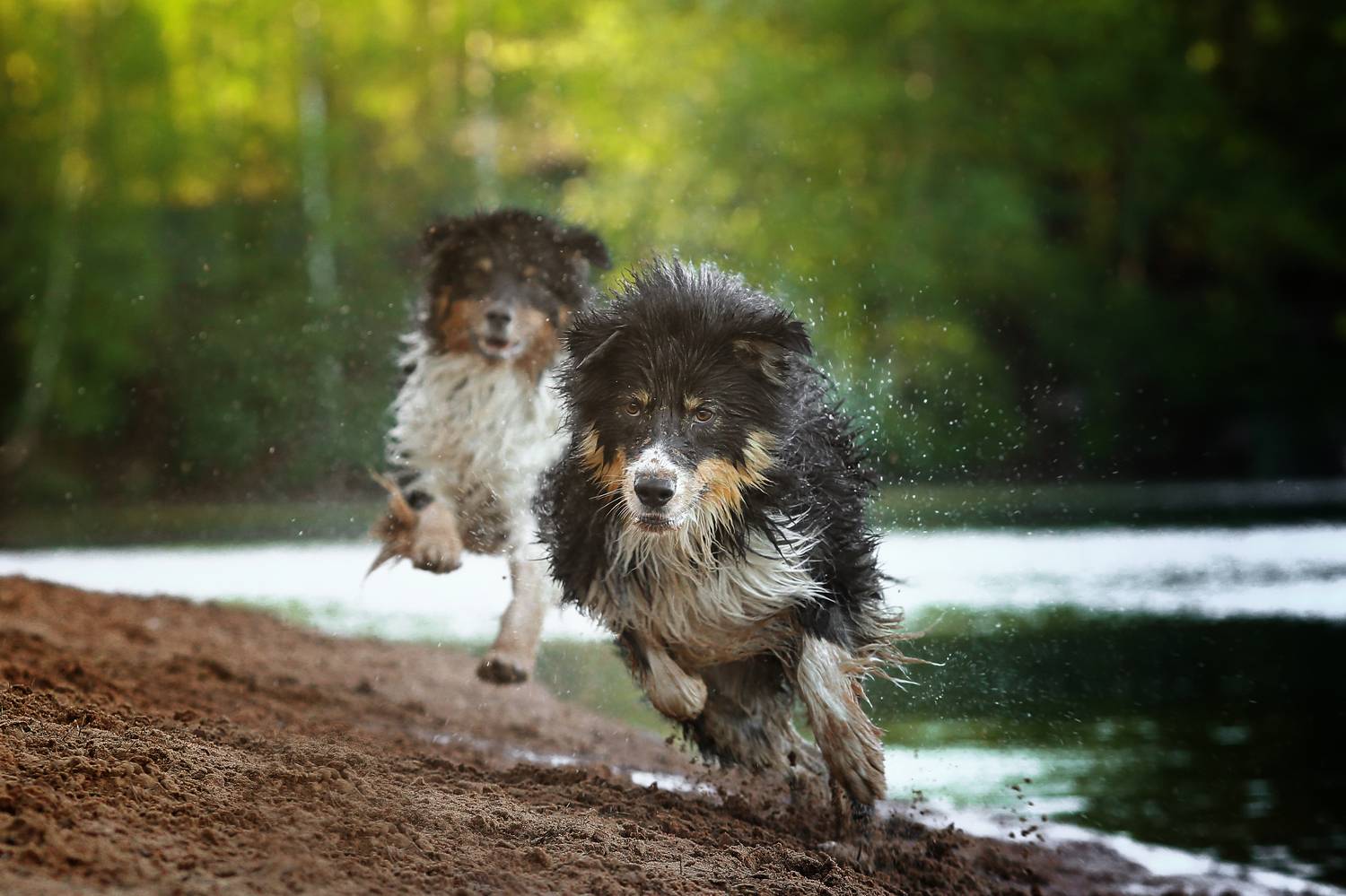 , Андрей Ершов
