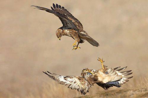 Buteo buteo