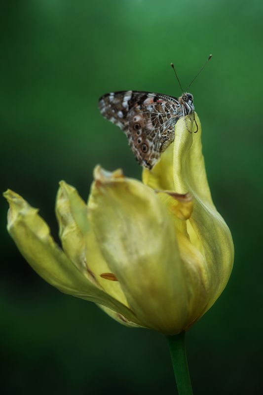 *** фото превью