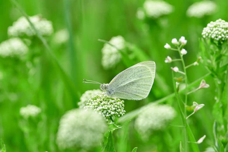 Pieris brassicae фото превью