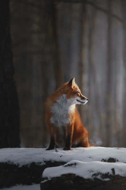 Fox in aurora фото превью