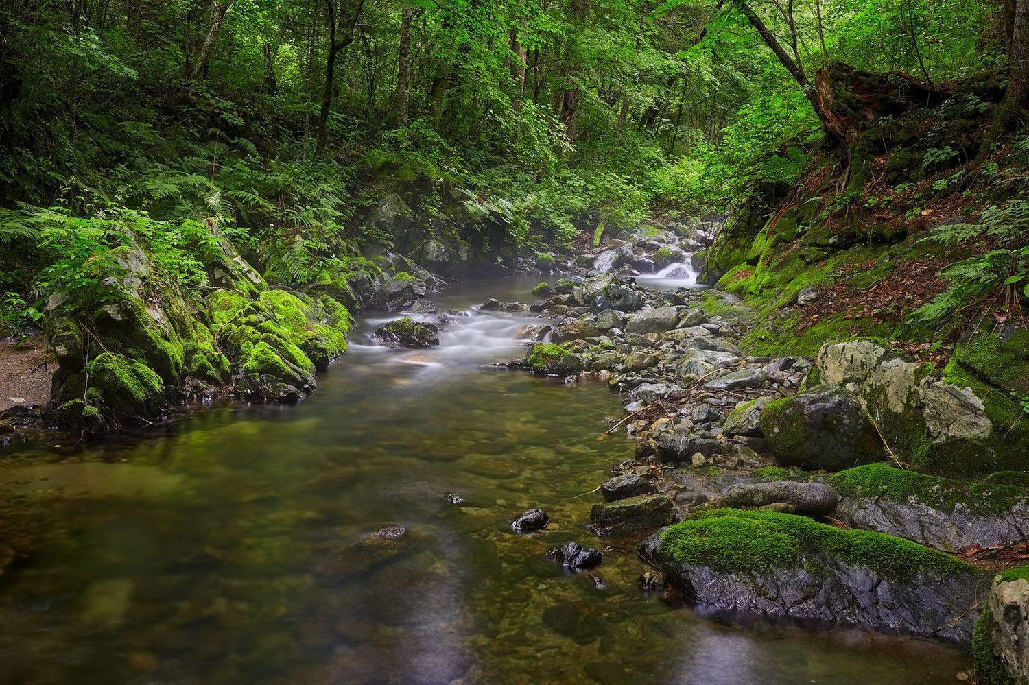 приморье, камни, скалы, мох, ручей, тайга, лето, Евгений Паршуков