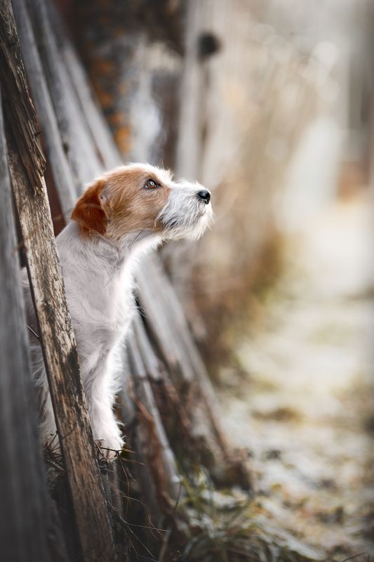 It is Love фото превью