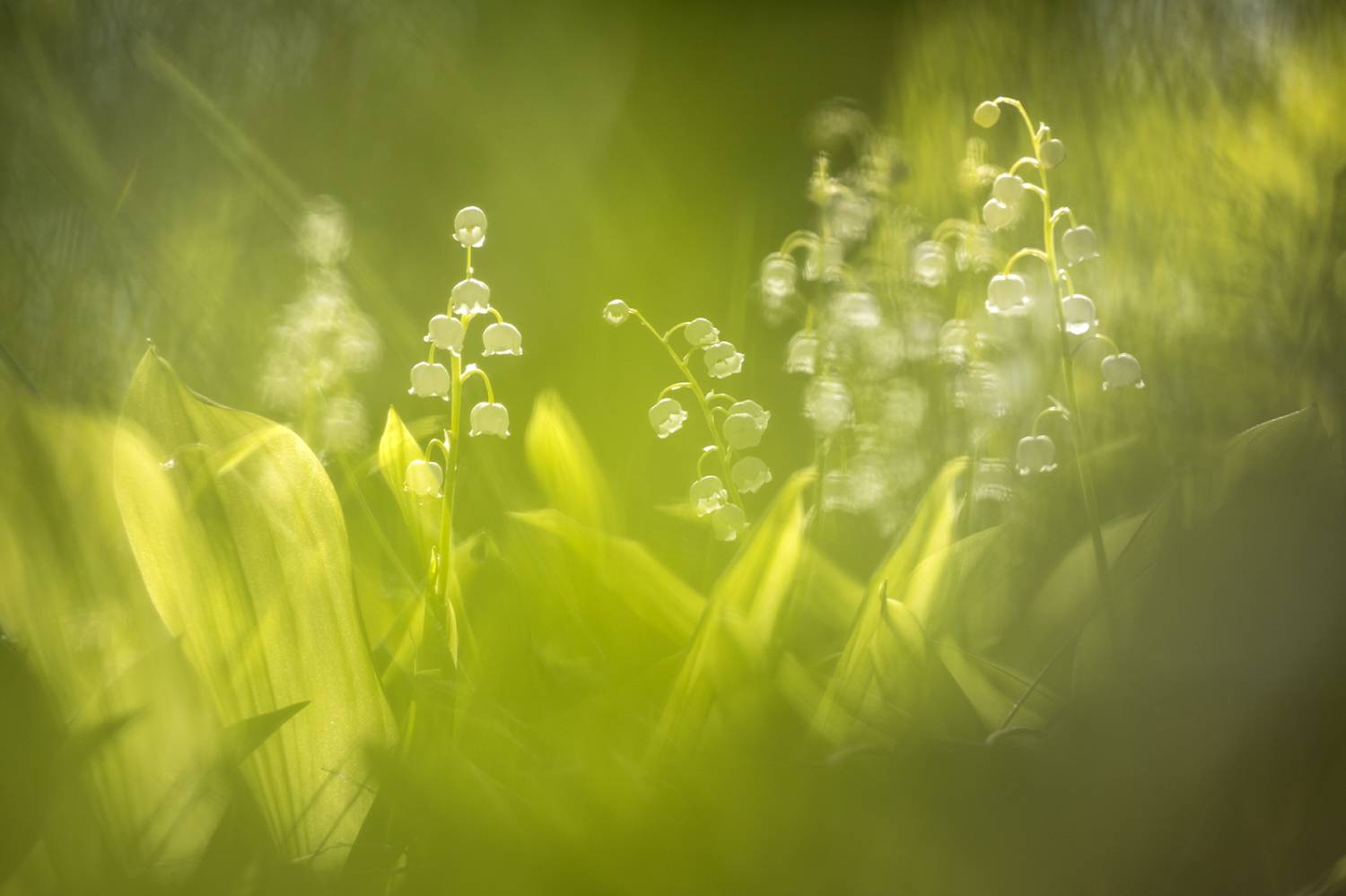 , Илья Михеев