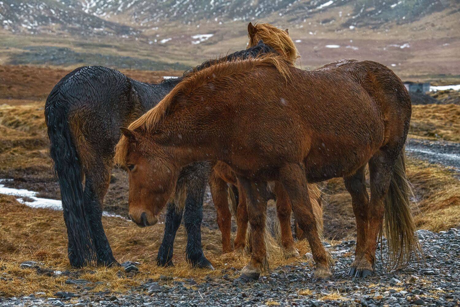 , Шварцман Евгений