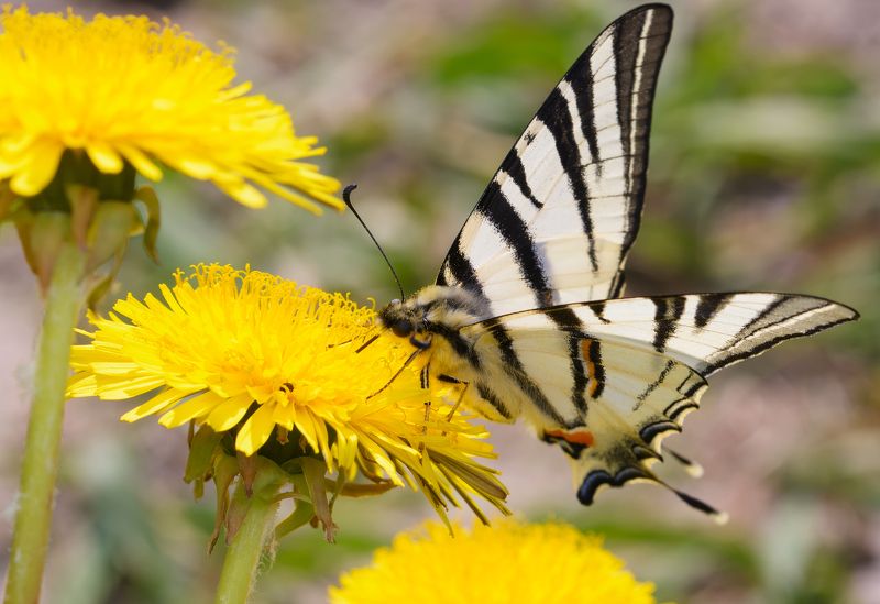 парусник подалирий, iphiclides podalirius, парусники, papilionidae, бабочка, одуванчики Поднять паруса! фото превью