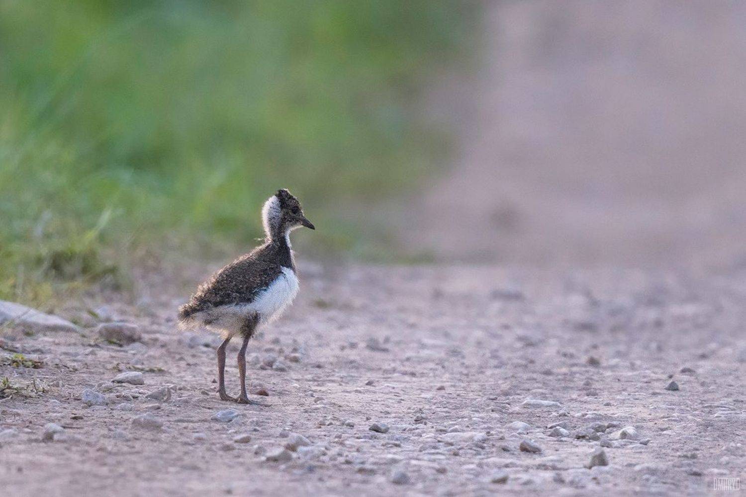 , Дмитрий Доронин